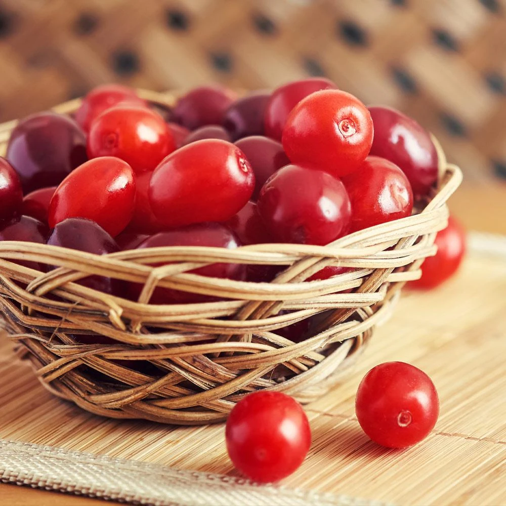 Front Page -Garden Oasis Cornelian Cherry Dogwood 1 FGT