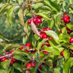 Cornelian Cherry Dogwood Tree -Garden Oasis Cornelian Cherry Dogwood 2 FGT