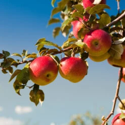 Honeycrisp™ & Cortland Twisted Apple Tree 8 Honeycrisp™ & Cortland Twisted Apple Tree -Garden Oasis Cortland