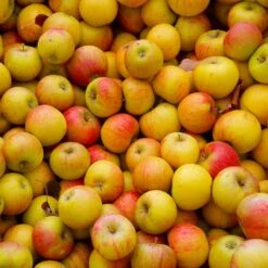 Cox's Orange Pippin Apple Tree 7 Cox's Orange Pippin Apple Tree -Garden Oasis Coxs Orange Pippen 2