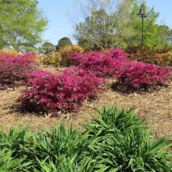 Crimson Fire™ Loropetalum -Garden Oasis Crimson Fire Loropetalum 1
