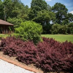 Crimson Fire™ Loropetalum -Garden Oasis Crimson Fire Loropetalum 3