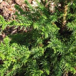 Black Dragon Cryptomeria -Garden Oasis Cryptomeria Black Dragon 3