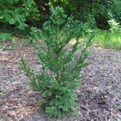 Black Dragon Cryptomeria -Garden Oasis Cryptomeria Black Dragon 4