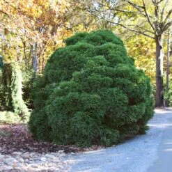 Cryptomeria 'Globosa Nana' Shrub -Garden Oasis Cryptomeria Radicans 1 5a013f2a 9f79 4f42 98de 73ba60d03d17