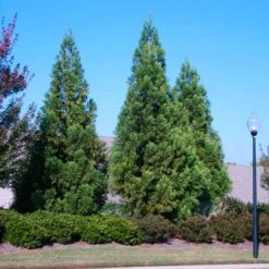 Cryptomeria Radicans -Garden Oasis Cryptomeria Radicans 2