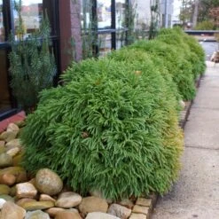 Cryptomeria 'Globosa Nana' Shrub -Garden Oasis Cryptomeria Radicans 2 3165d994 5f65 4559 9565 a9ab498ac1dd