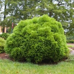 Cryptomeria 'Globosa Nana' Shrub -Garden Oasis Cryptomeria Radicans 3