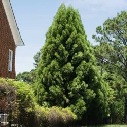 Cryptomeria Radicans -Garden Oasis Cryptomeria Radicans 5