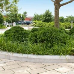 Cryptomeria 'Globosa Nana' Shrub -Garden Oasis Cryptomeria Radicans 5 1b1b9abd 7f86 4bef bc80 cb1e72effa46