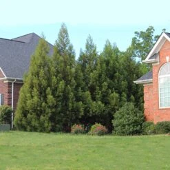 Cryptomeria Radicans -Garden Oasis Cryptomeria Radicans 6