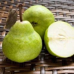 D'Anjou Pear Tree -Garden Oasis DAnjou Pear 3 FGT da277ba9 1c1c 4f9f 9202 bc3a27216f3b