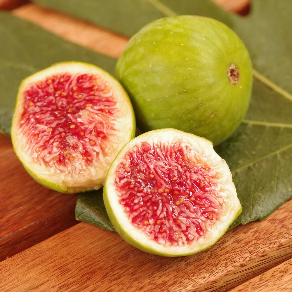 Desert King Fig Tree 2 Desert King Fig Tree - Image 2