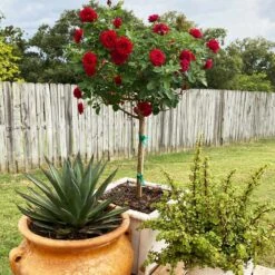 Dancing In The Dark™ Rose Tree -Garden Oasis Dancing in the Dark 2