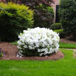Delaware Valley White Azalea -Garden Oasis Delaware Valley Azalea FGT 2