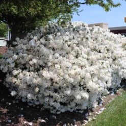 Delaware Valley White Azalea -Garden Oasis Delaware Valley Azalea FGT 3
