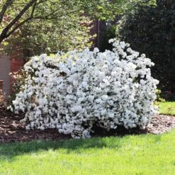 Delaware Valley White Azalea -Garden Oasis Delaware Valley Azalea FGT 4
