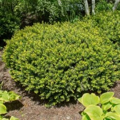 Dense Spreading Yew -Garden Oasis Dense spreading yew 1