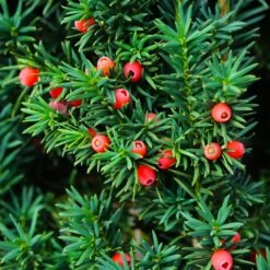 Dense Spreading Yew -Garden Oasis Dense spreading yew 3 FGT
