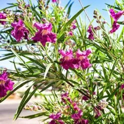 Bubba Jones Desert Willow -Garden Oasis Desert WIllow Bubba Jones 1