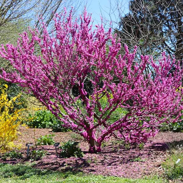 Don EGolf Redbud Tree 1 Don EGolf Redbud Tree