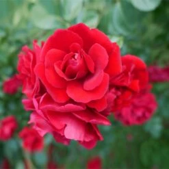 Don Juan Climbing Rose 5 Don Juan Climbing Rose -Garden Oasis Don Juan 1 FGT