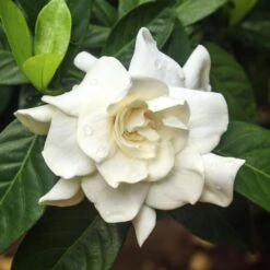 Double Blooming Gardenia Tree 7 Double Blooming Gardenia Tree -Garden Oasis Double Blooming Gardenia 3 FGT