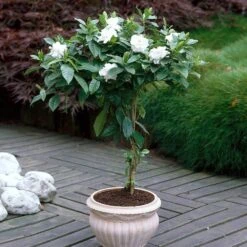 Double Blooming Gardenia Tree 8 Double Blooming Gardenia Tree -Garden Oasis Double Blooming Gardenia 6 FGT