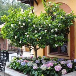 Double Blooming Gardenia Tree 9 Double Blooming Gardenia Tree -Garden Oasis Double Blooming Gardenia Tree 6