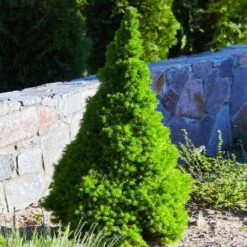 Dwarf Alberta Spruce -Garden Oasis Dwarf ALberta ALberta Spruce 3 FGT