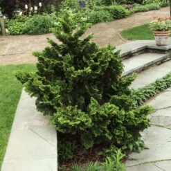 Dwarf Hinoki Cypress Shrub -Garden Oasis Dwarf Hinoki Cypress 3