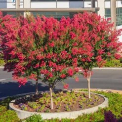 Dynamite Crape Myrtle -Garden Oasis Dynamite Crape Myrtle single trunk