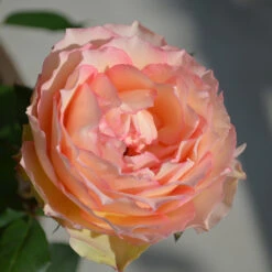 Euphoria® Rose Shrub -Garden Oasis EUphoria Rose Tree 2