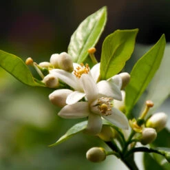 EasyPeel Clementine Tree -Garden Oasis Easy Peel Clementine 5