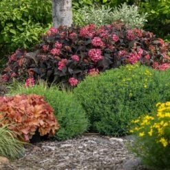 Eclipse® Bigleaf Hydrangea -Garden Oasis Eclipse Mophead 4