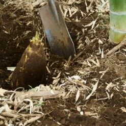 Edible Bamboo Plant -Garden Oasis Edible Bamboo 5 FGT