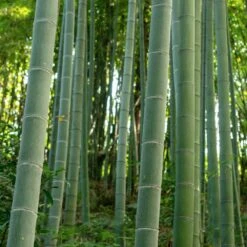 Edible Bamboo Plant -Garden Oasis Edible Bamboo 6