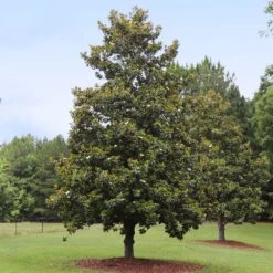 Edith Bogue Magnolia 5 Edith Bogue Magnolia -Garden Oasis Edith Bogue magnolia 1