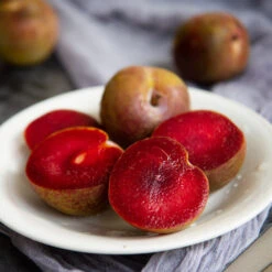 Elephant Heart Plum Tree -Garden Oasis Elephant Heart Plum 1