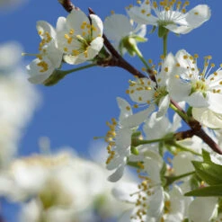 Elephant Heart Plum Tree -Garden Oasis Elephant Heart Plum 2