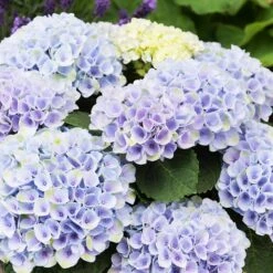 Elizabeth Ashley Hydrangea Shrub -Garden Oasis Elizabeth Ashley 1