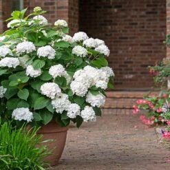 Endless Summer® Blushing Bride Bigleaf Hydrangea Shrub -Garden Oasis Endless Summer Blushing Bride 3 FGT