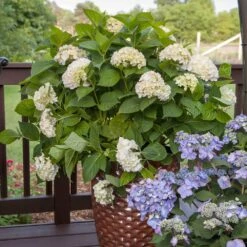 Endless Summer® Blushing Bride Bigleaf Hydrangea Shrub -Garden Oasis Endless Summer Blushing Bride 5