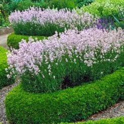English Boxwood Shrub -Garden Oasis English Boxwood 4