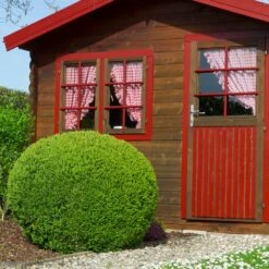 English Boxwood Shrub -Garden Oasis English Boxwood 6 FGT