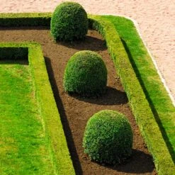 English Boxwood Shrub -Garden Oasis English Boxwood 7