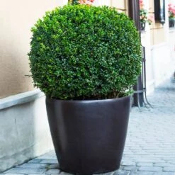 English Boxwood Shrub -Garden Oasis English Boxwood 9 FGT