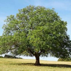English Walnut Tree -Garden Oasis English Carpathian Walnut 4 FGT