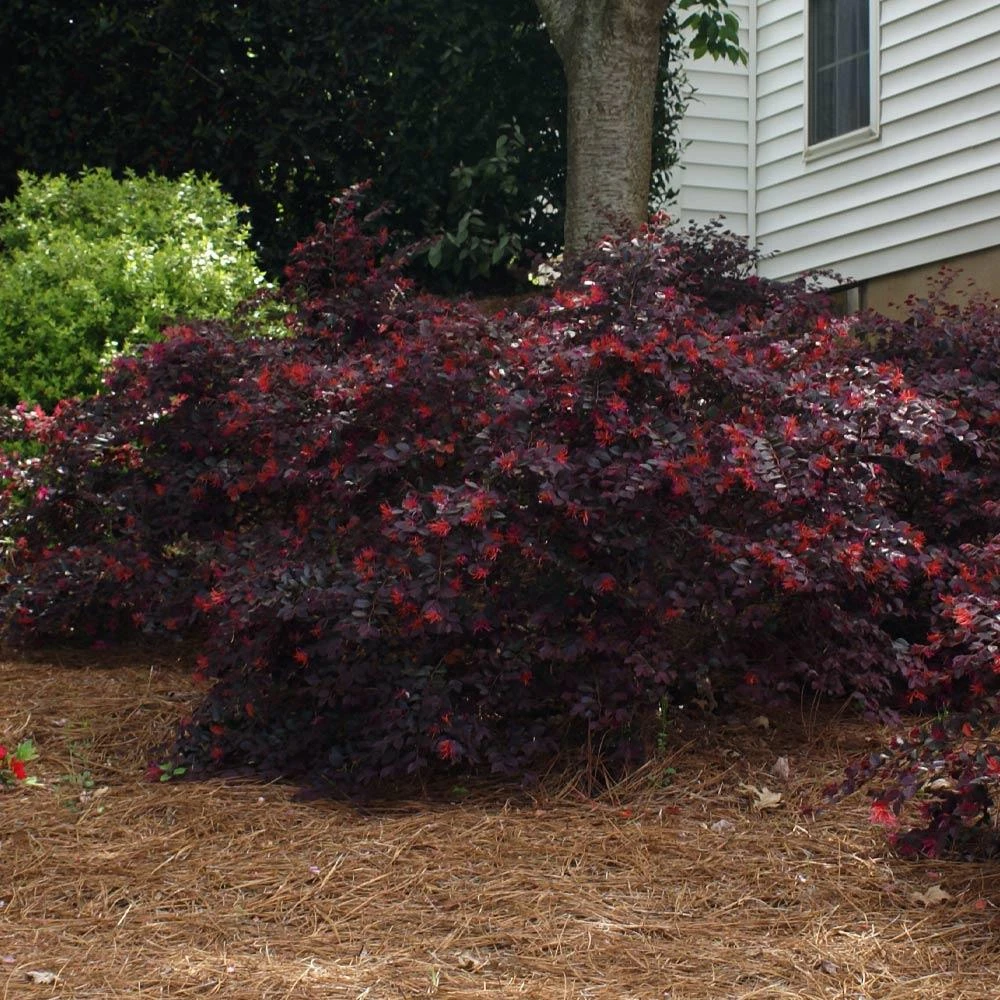 'Ever Red' Loropetalum 4 'Ever Red' Loropetalum - Image 4