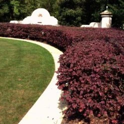 'Ever Red' Loropetalum 7 'Ever Red' Loropetalum -Garden Oasis Ever Red Lorepetalum 3